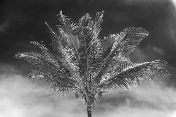 Kokospalmen Aus Der Perspektive Von Unten Nach Oben — Stockfoto
