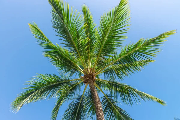 Coconut Palm Tree Perspective View Bottom Floor High — Stock Photo, Image