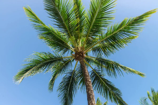 Abstract Shot Coconut Shells Palm Trees Different Brown Tones — Stock Photo, Image