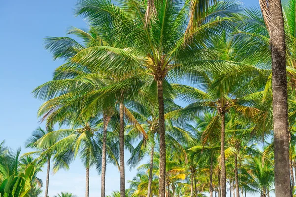 Hindistan cevizi hurma ağaç bakış açısı görünümü alt kattan yüksek up