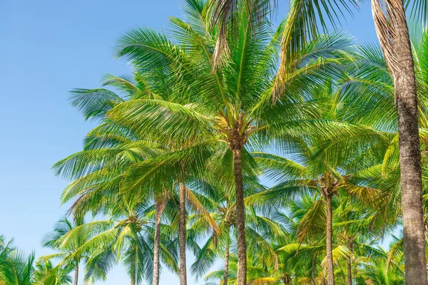 Coconut palm ağaç ekimi görünümü alt kattan yüksek up