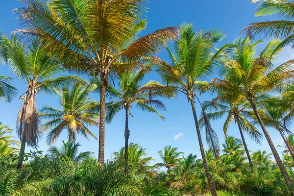 Coconut Palm Tree Plantation View Bottom Floor High — Stock Photo, Image