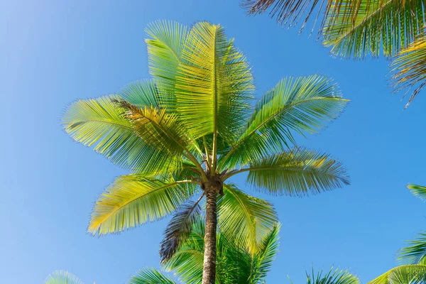 Hindistan cevizi hurma ağaç bakış açısı görünümü alt kattan yüksek up