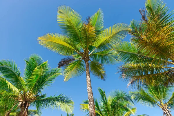 Coconut palm ağaç ekimi görünümü alt kattan yüksek up