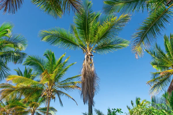 Coconut Palm Tree Plantation View Bottom Floor High — Stock Photo, Image