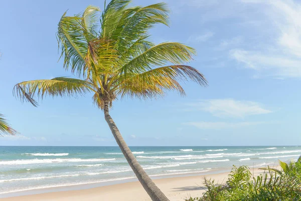 Itacare Bahia Eyalet Brezilya kuzeydoğu, muhteşem ve etkileyici Cennet plaj