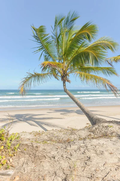 Spectaculaire Impressionnante Plage Paradisiaque Dans État Itacare Bahia Brésil Nord — Photo