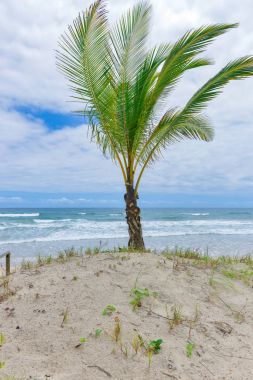 Itacare Bahia Eyalet Brezilya kuzeydoğu, muhteşem ve etkileyici Cennet plaj