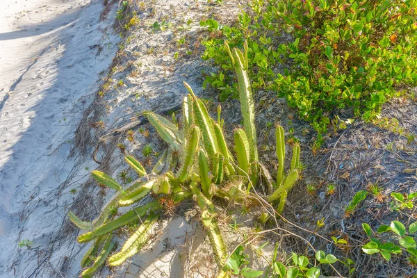 Cactus Floreciente Con Telarañas Junto Playa Arena Brasil — Foto de Stock