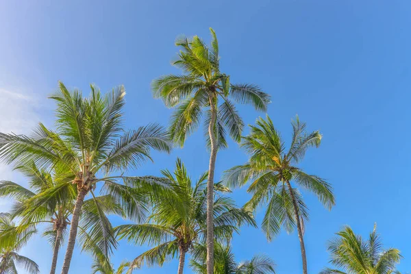Muhteşem ve etkileyici Hindistan cevizi hurma ağacı Itacare Bahia eyalet Brezilya kuzeydoğu tarafından