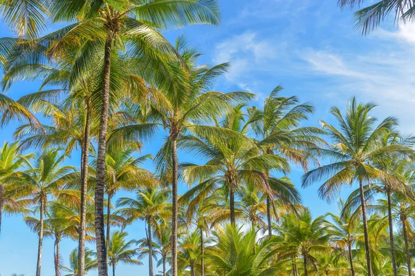 Spektakularne Efektowne Palmy Kokosowe Drzewo Przez Państwo Itacare Bahia Brazylia — Zdjęcie stockowe