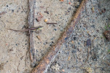 Gri kertenkele güzel doğada hayvan 