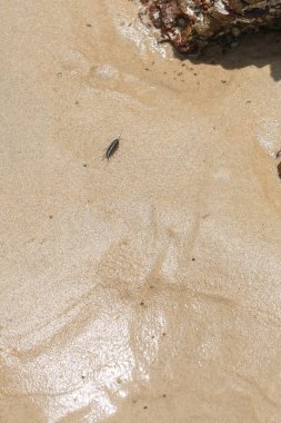 Deniz Roach hata veya plajda kaba taş zemin üzerine deniz slater (deniz Lice, Diyarbakır)