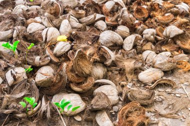 Hindistan cevizi kabuğu ve palmiye ağaçları farklı kahverengi tonları ile soyut atış