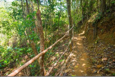Yaprakları yere kuru ve bir ormanda iz