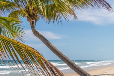 Hindistan cevizi hurma ağacı görünümünden beach alt katı kadar yüksekten