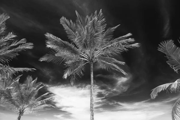 Cocos Palm Boom Perspectief Uitzicht Vanaf Onderste Verdieping Hoog — Stockfoto