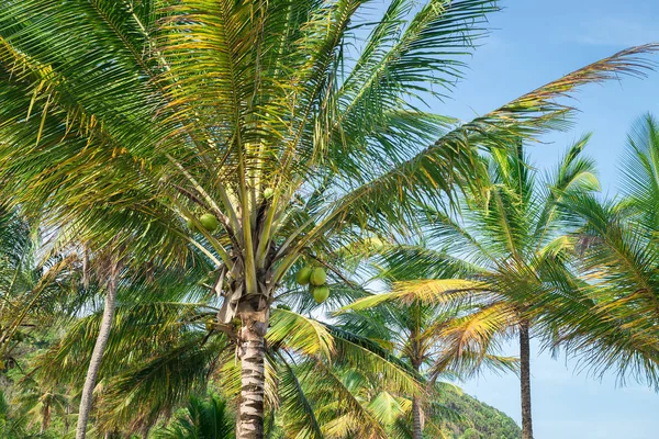 Coconut Palm Tree Perspective View Bottom Floor High — Stock Photo, Image