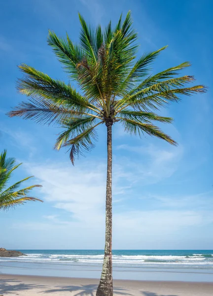 Вид Кокосовых Пальм Нижнего Этажа Пляжа Высоту — стоковое фото