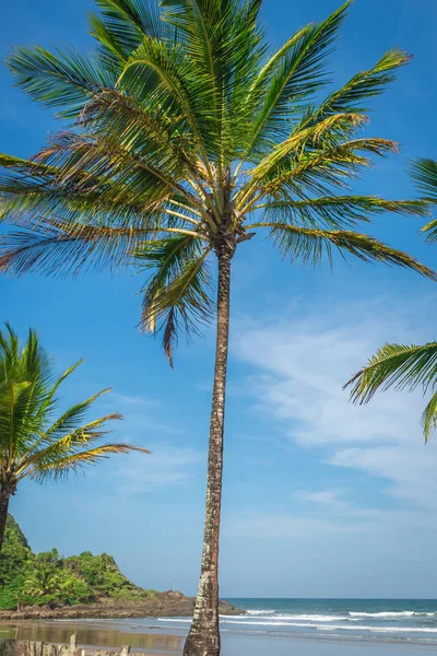 Потрясающая Впечатляющая Кокосовая Пальма Северо Востоке Штата Итакаре Баия — стоковое фото
