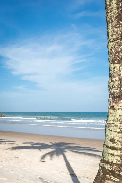 Hindistan cevizi hurma ağacı görünümünden beach alt katı kadar yüksekten