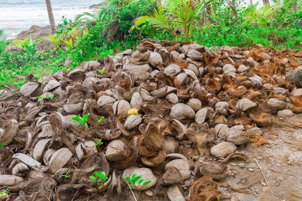 Captura abstracta de conchas de coco y palmeras —  Fotos de Stock
