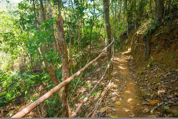 Yaprakları yere kuru ve bir ormanda iz