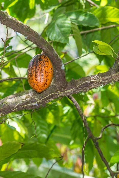 Vainas Frutas Cacao Orgánico Theobroma Cacao Colgando Del Árbol Naturaleza — Foto de Stock