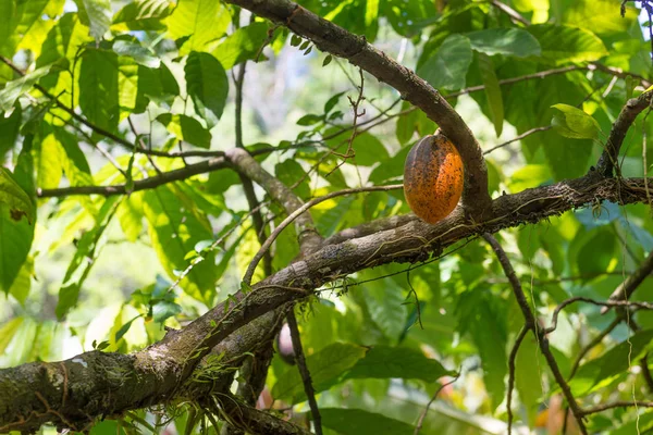 Органические Фруктовые Стручки Какао Theobroma Cacao Висящие Дереве Природе Какао — стоковое фото