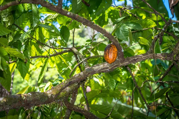 Органические Фруктовые Стручки Какао Theobroma Cacao Висящие Дереве Природе Какао — стоковое фото