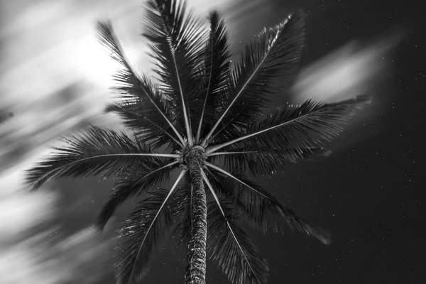 Coconut Palmier Perspective Vue Rez Chaussée Haut — Photo