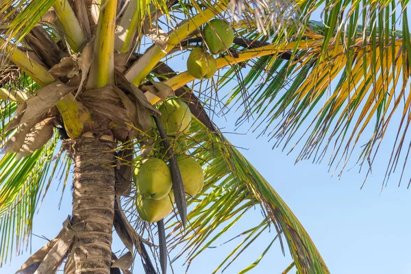 Abstract Shot Coconut Shells Palm Trees Different Brown Tones — Stock Photo, Image