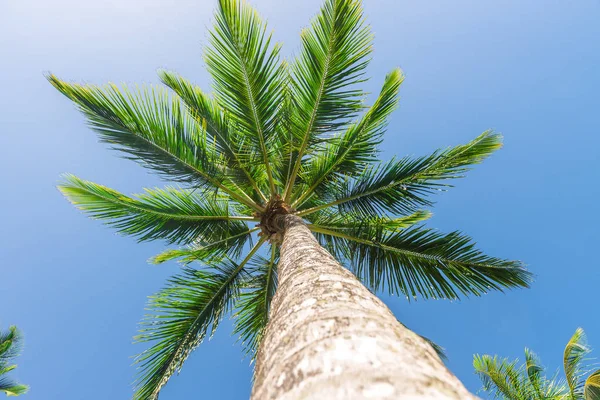 Coconut palm ağaç ekimi görünümü alt kattan yüksek up