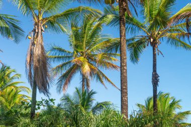 Hindistan cevizi hurma ağaç bakış açısı görünümü alt kattan yüksek up