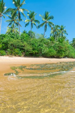 Marau Bahia eyalet Brezilya kuzeydoğu, muhteşem ve etkileyici Cennet plaj