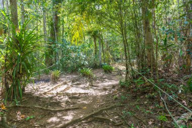 Şelale ve açık yeşil orman Brezilya akışında