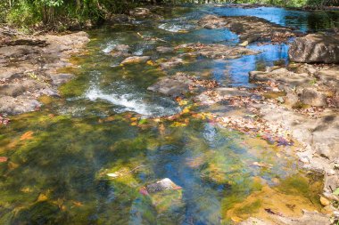 Şelale ve açık yeşil orman Brezilya akışında
