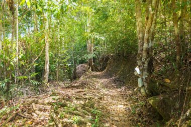 Yaprakları yere kuru ve bir ormanda iz