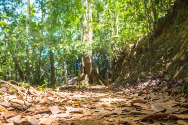 Şelale ve açık yeşil orman Brezilya akışında