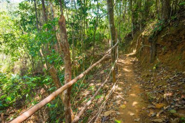 Yaprakları yere kuru ve bir ormanda iz