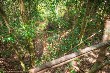 Yaprakları yere kuru ve bir ormanda iz