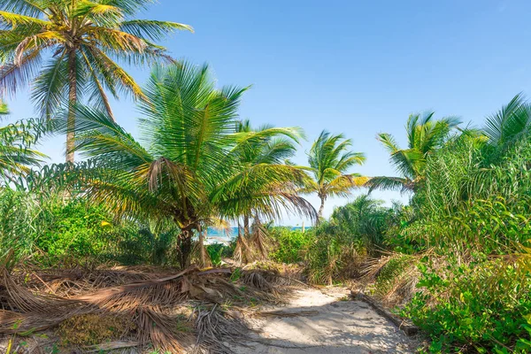 Espetacular Impressionante Praia Paradisíaca Itacare Bahia Brasil Nordeste — Fotografia de Stock