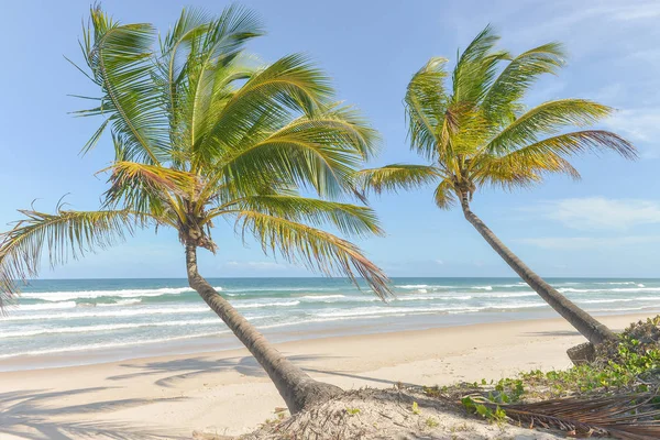 Spectaculaire Indrukwekkende Paradijs Strand Bij Braziliaanse Itacare Bahia Brazilië Noordoosten — Stockfoto