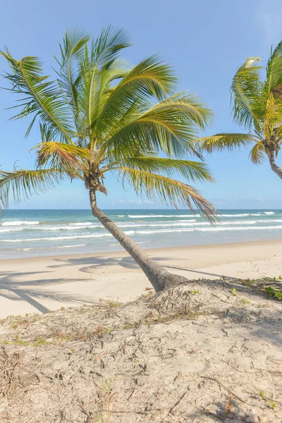 Increíble Vista Las Playas Cerca Itacare Estado Bahía Brasil —  Fotos de Stock
