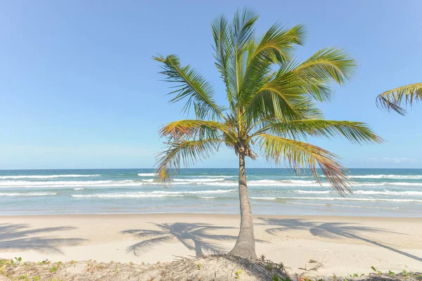 Spektakulära Och Imponerande Paradise Beach Tillståndet Itacaré Bahia Brasilien Nordost — Stockfoto