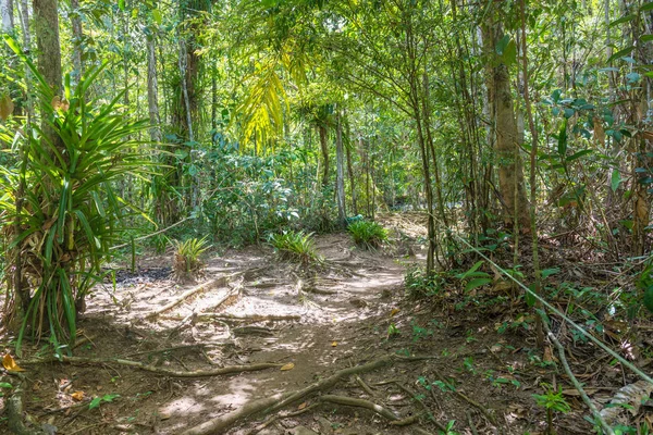 Şelale ve açık yeşil orman Brezilya akışında