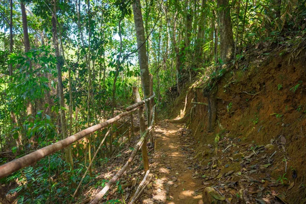 Şelale ve açık yeşil orman Brezilya akışında