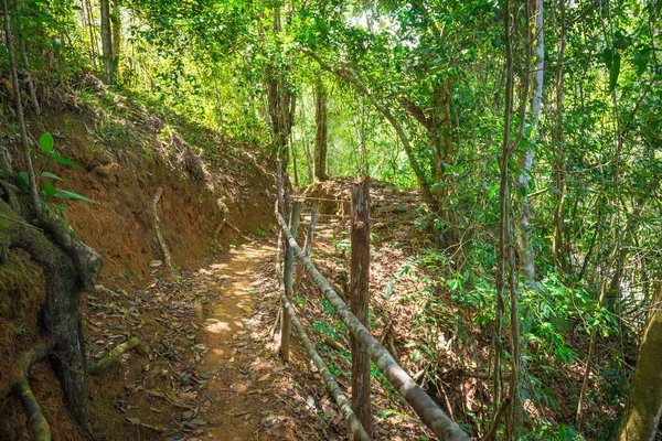 Hojas Secas Suelo Sendero Hermoso Bosque — Foto de Stock