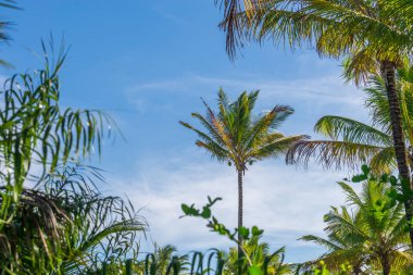 Coconut palm ağaç ekimi görünümü alt kattan yüksek up