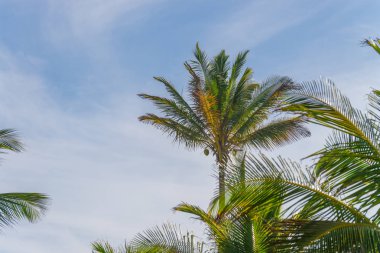 Coconut palm ağaç ekimi görünümü alt kattan yüksek up